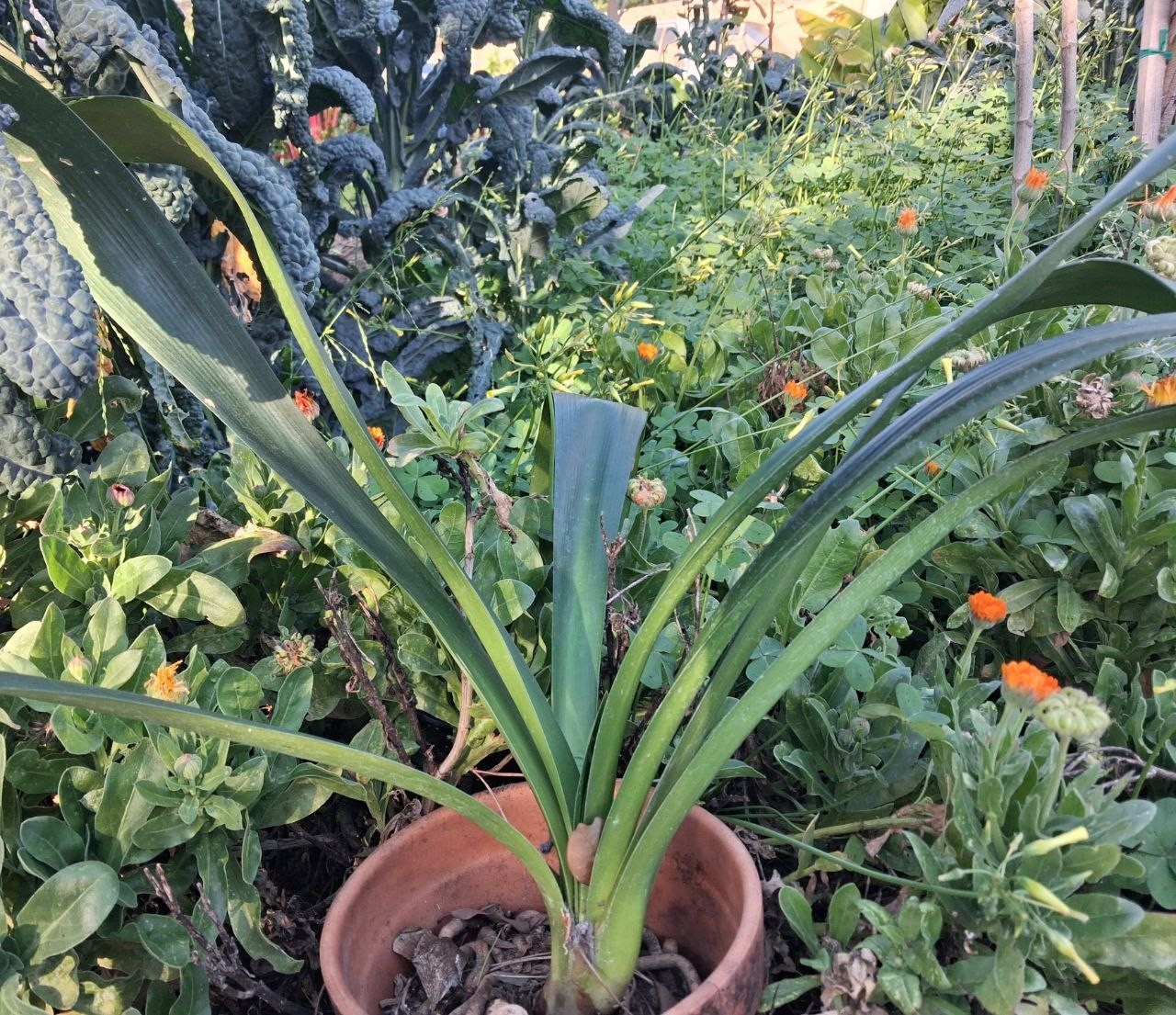 Clivia orange – Bush Lily – Clivia Miniata – Seasonal Flowers, Evergreen Plant