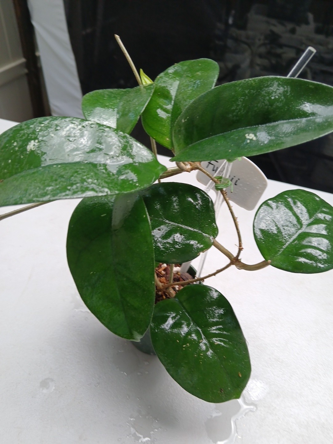 #379- HOYA FUNGI I LIVE PLANT, LARGE LEAF, LARGE PLANT,