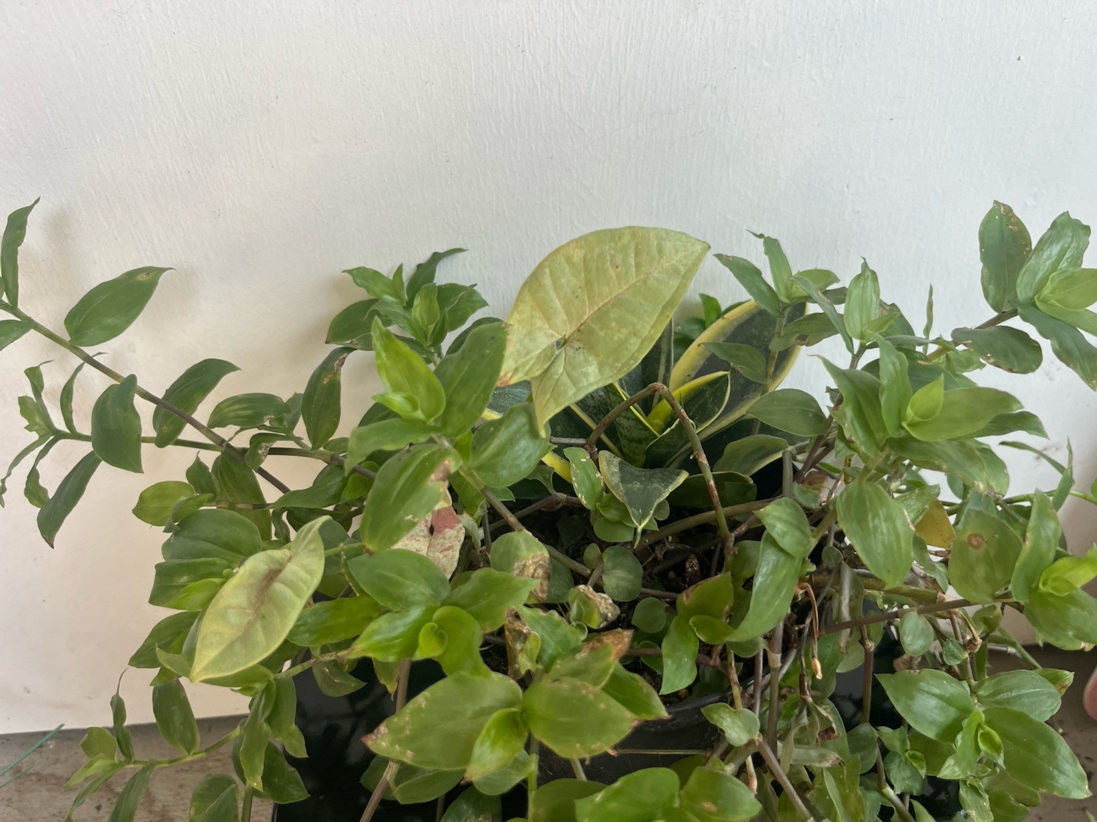 Houseplants- Combo ( Snake Plant, Tradescantia Plant, Syngonium )- 6.5 In