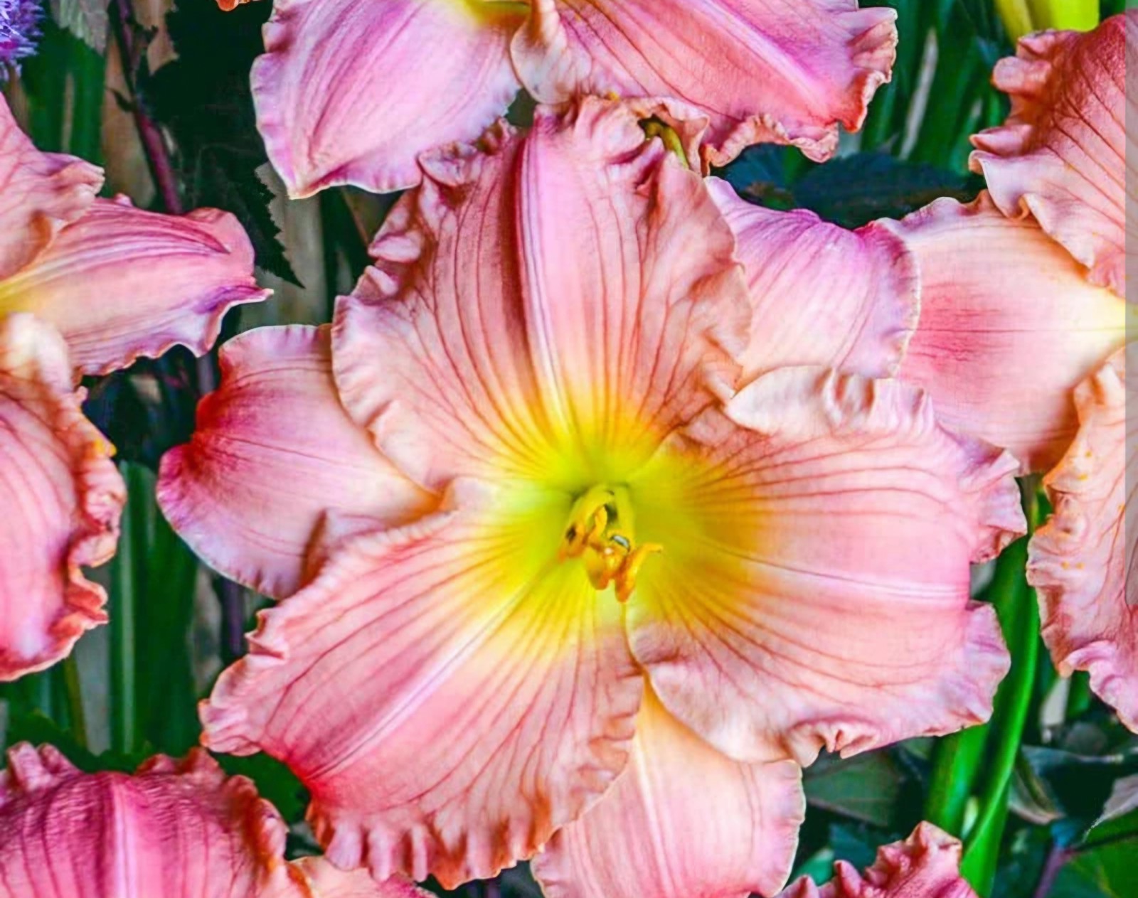 Daylily JOLYENE NICHOLE Reblooming perennial ~ 2 Plants-DF