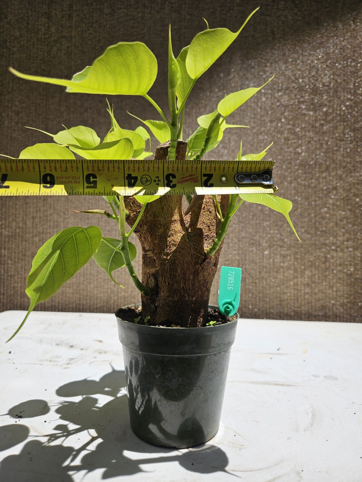 Ficus religiosa ( Sacred fig – Cây Bồ Đề) Bonsai Tree,,,, sale