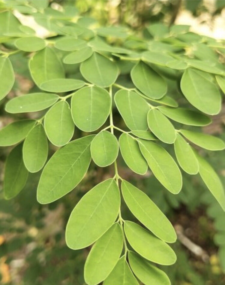 10 Organic Malunggay Seeds Moringa oleifera Drumstick Horseradish Arizona Grown