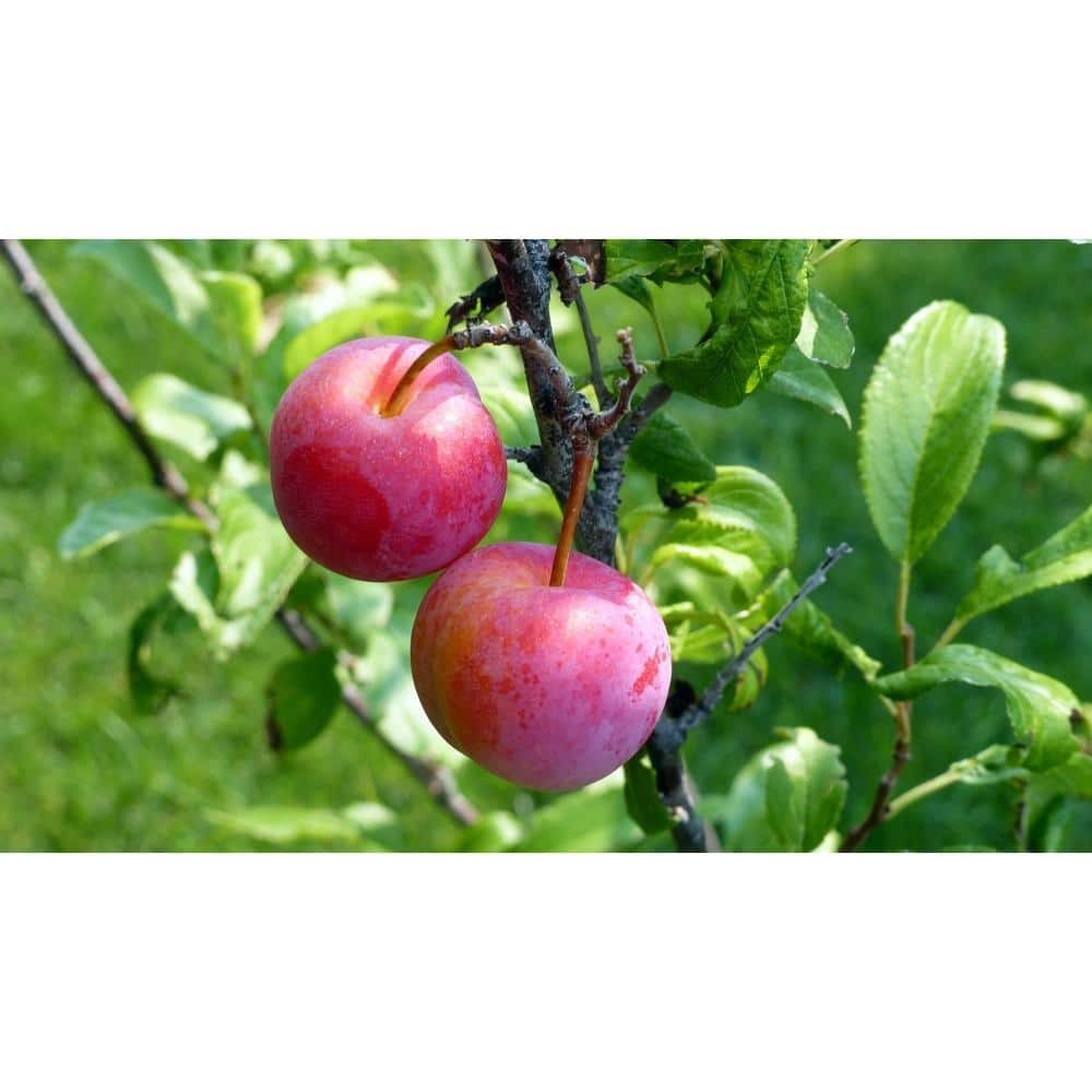 3 ft Bubblegum ‘Toka’ Plum Tree – Live Fruit Tree for Garden Planting