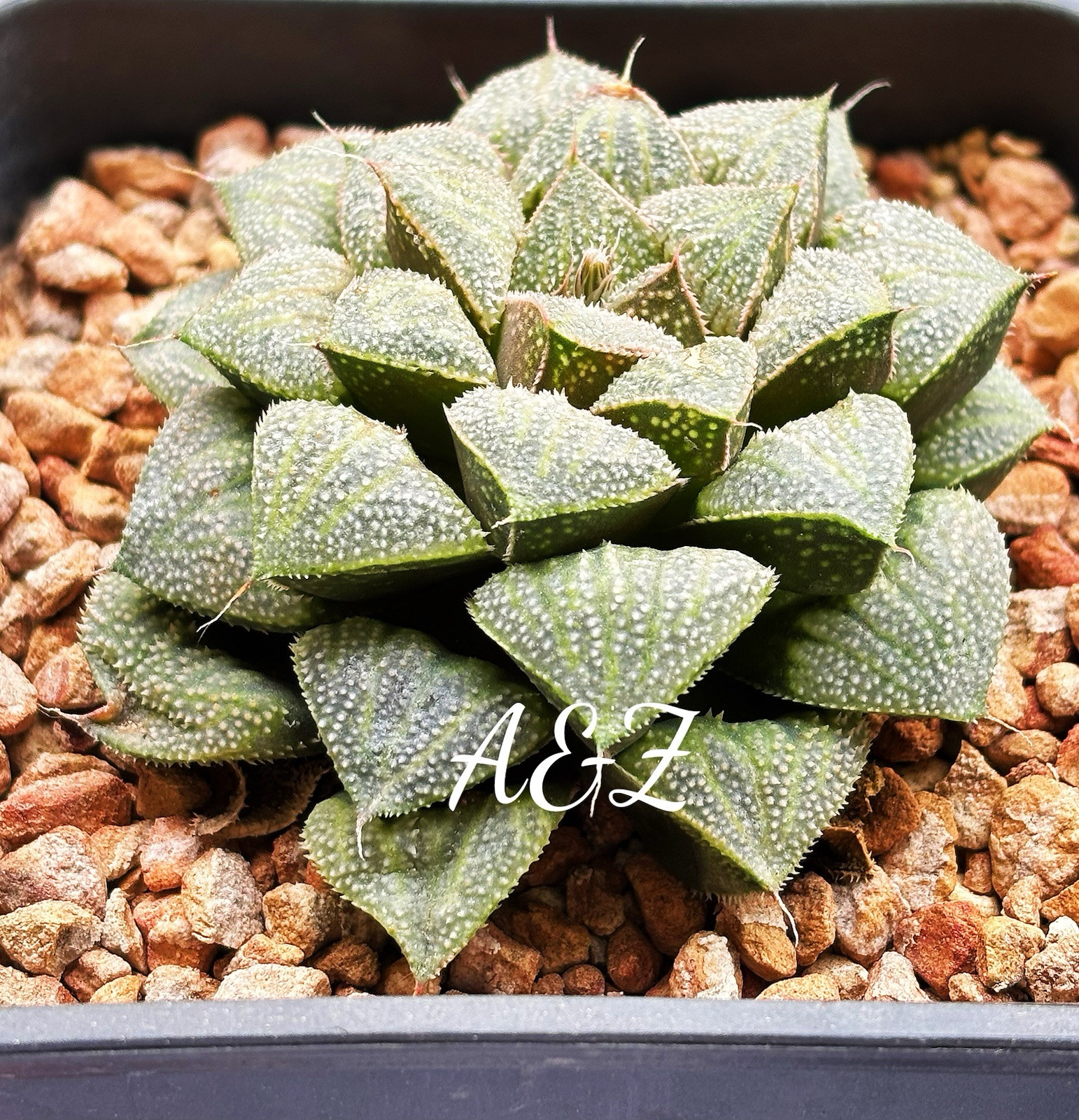 Rare Succulent: 7 Years Old Haworthia Hybrid