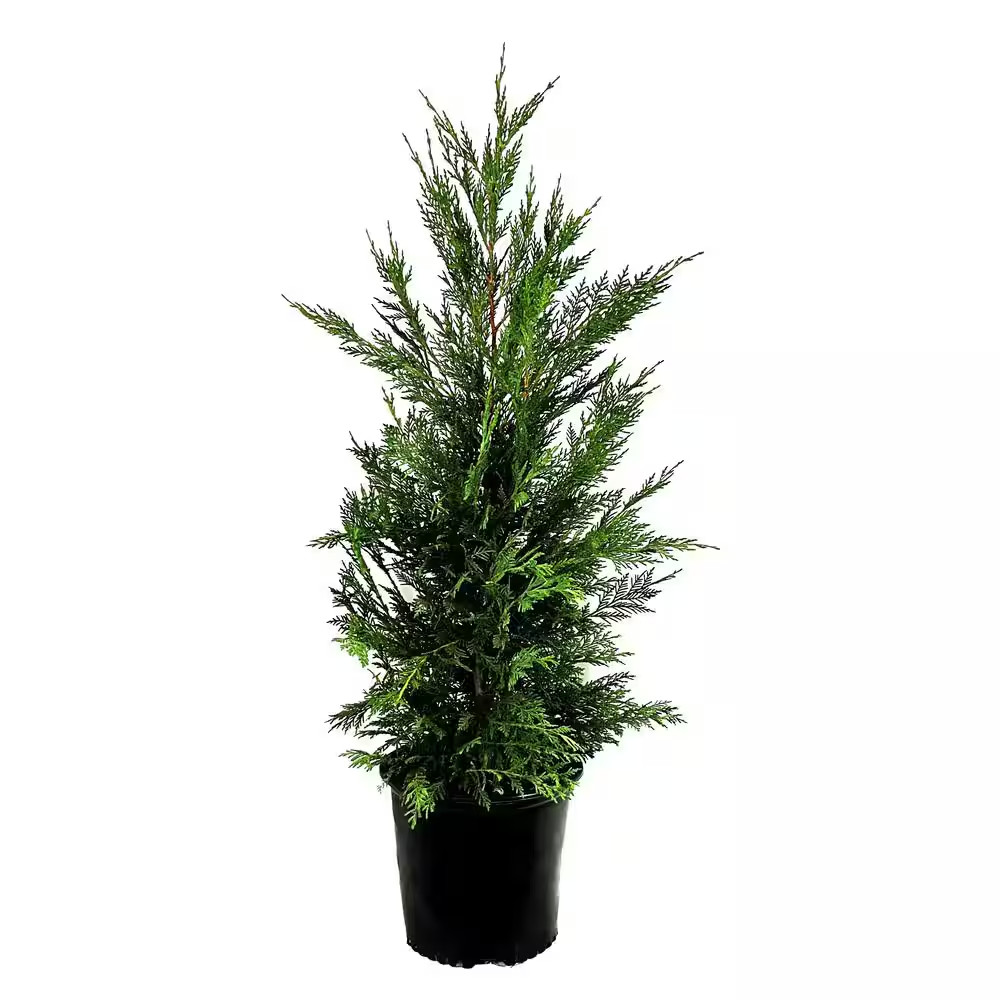2.25 Gal. Leyland Cypress Evergreen Live Tree
