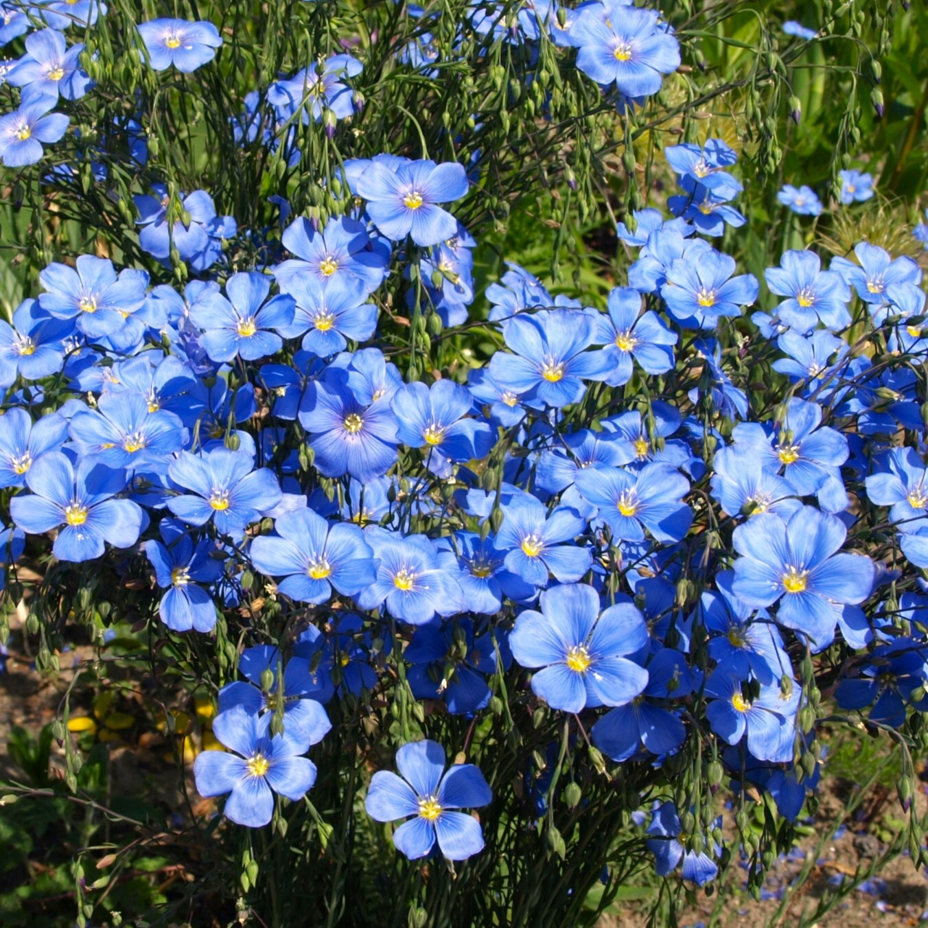 Blue Flax Seeds | Linus Perenne Wild Lewis Perennial Wildflower Flower Seed 2025