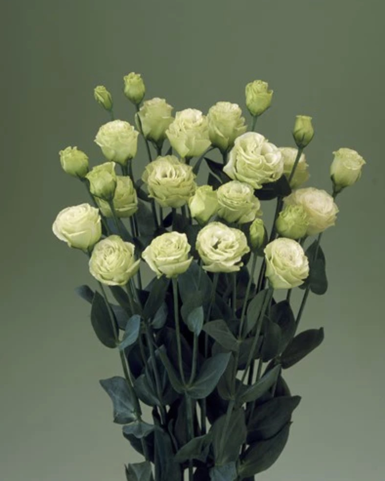 Lisianthus Live Plant, Healthy Starter, Mother’s Day Edition