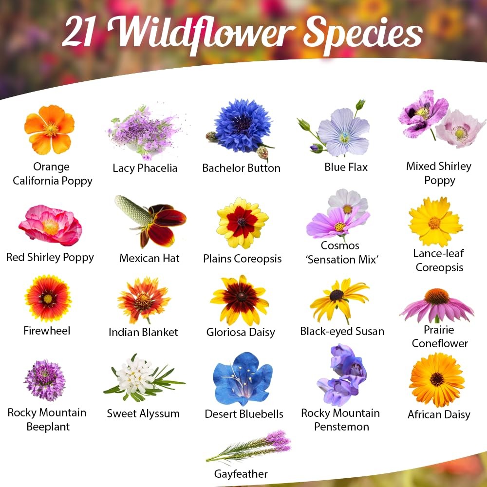 Drought Resistant Wildflower Seeds – 1oz, Open-Pollinated Bulk Multi color