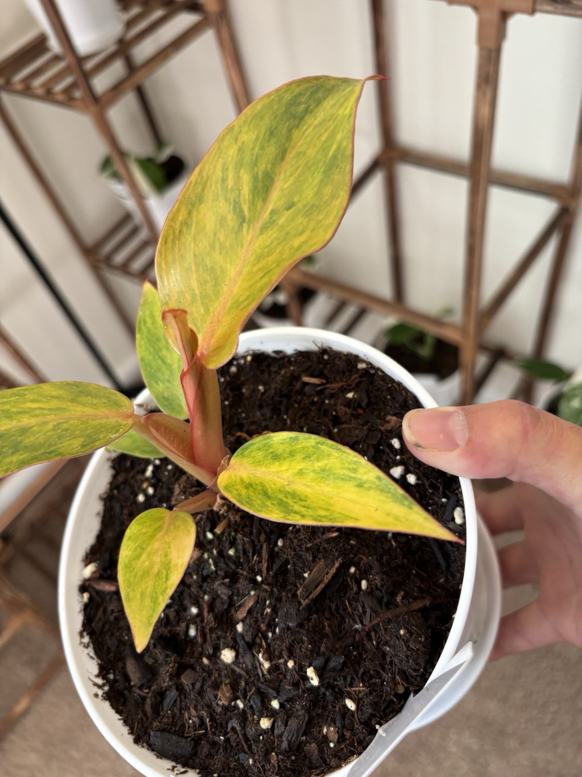 Philodendron Quadcolor Variegated 6″ Pot Rare Exact Plant #070