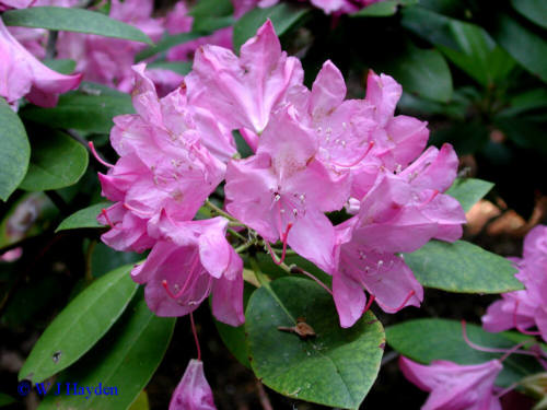 Rosebay Rhododendron, Rhododendron maximum, Shrub Seeds