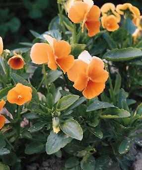 Viola cornuta Chantreyland 2,000 seeds