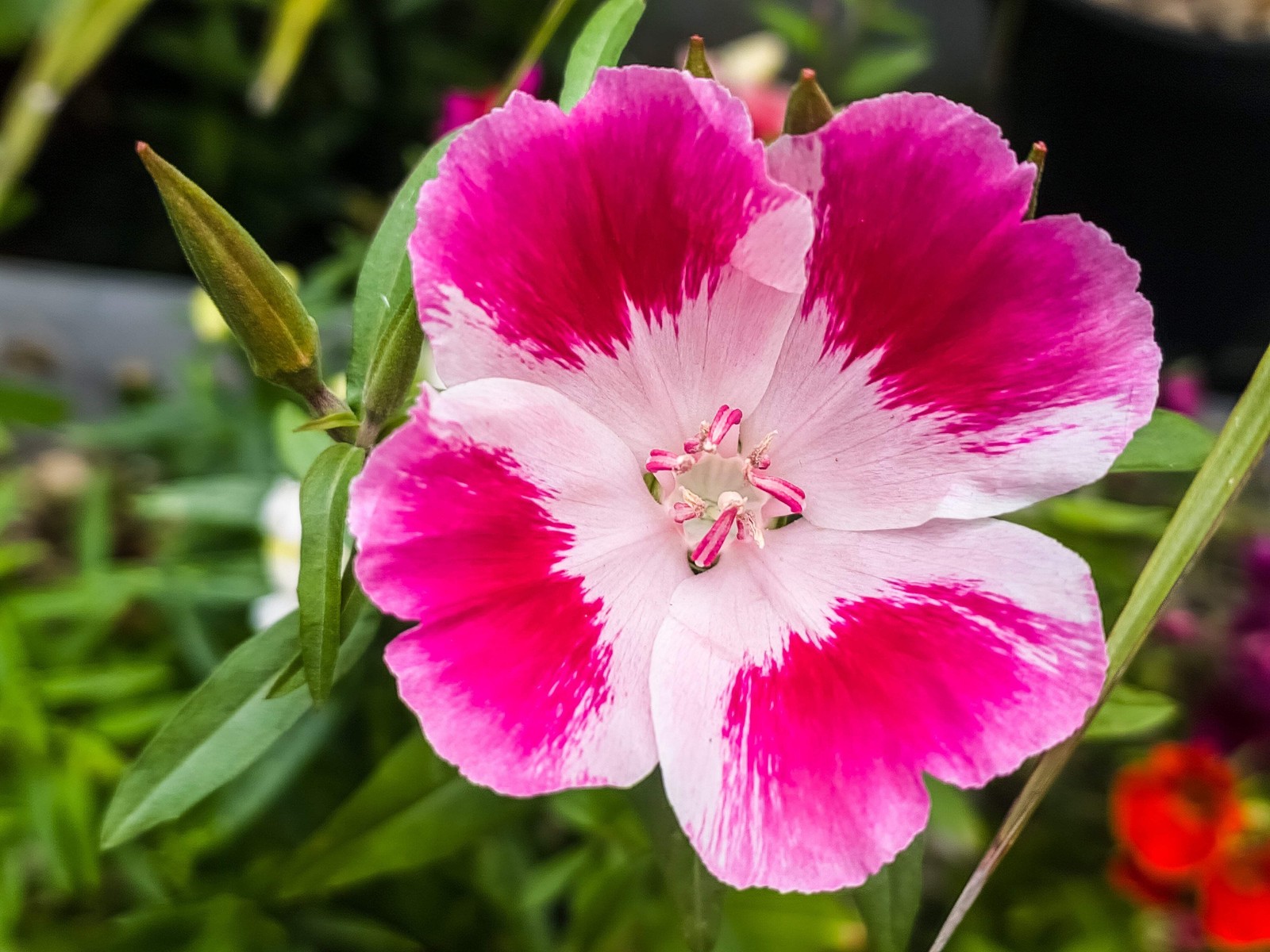 500 DOUBLE DEUCES GODETIA Grandiflora Clarkia Amoena Mixed BiColor Flower Seeds