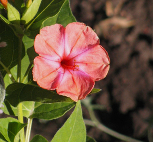 Mirabilis jalapa Salmon Sunset 10 seeds