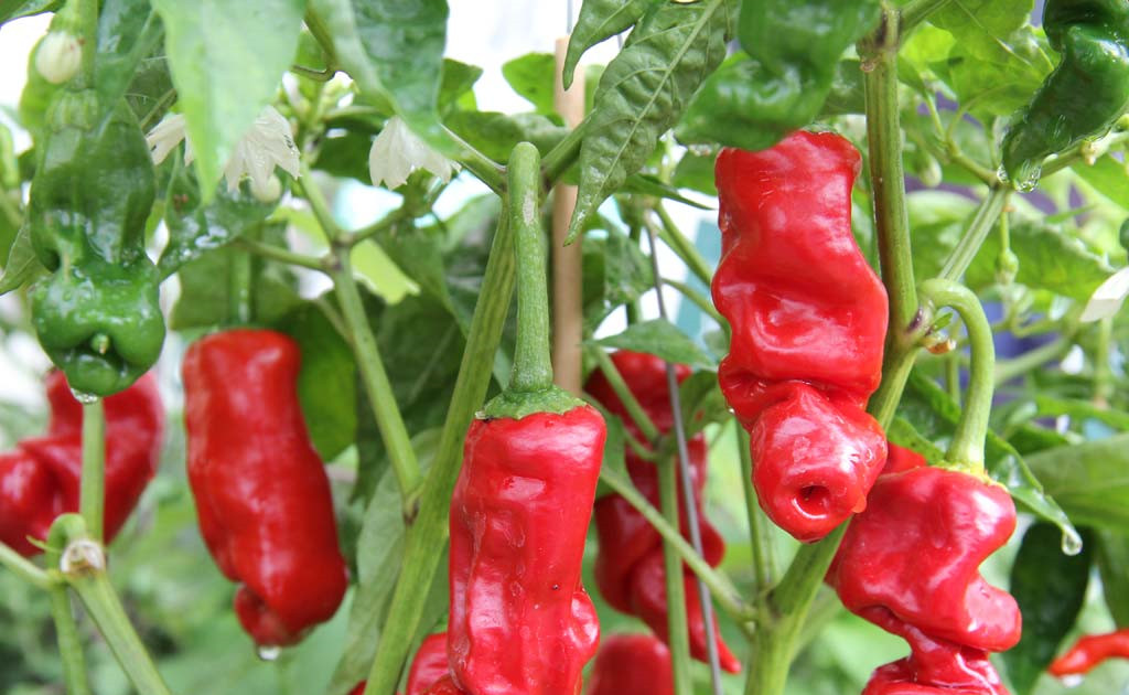 10 seeds red Peter Pepper Heirloom Very Hot XXX rare chili funny & unique gift!