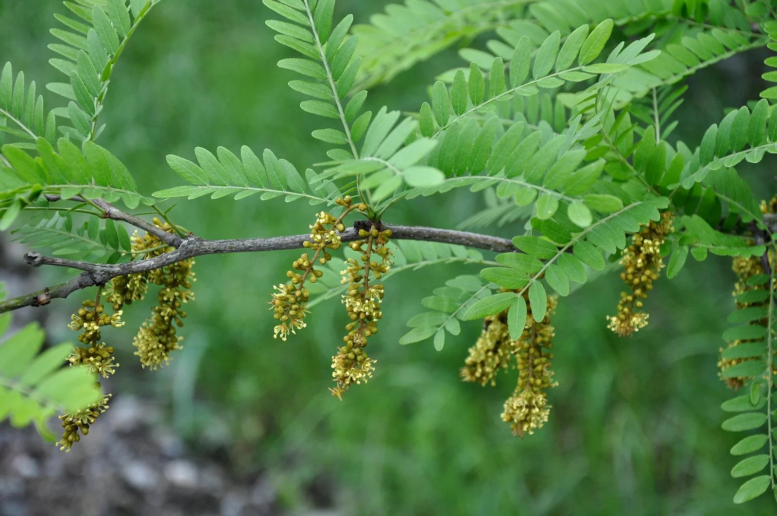 1 Thornless Honeylocust Tree 12-24″ Gleditsia triacanthos inermis Bare Root