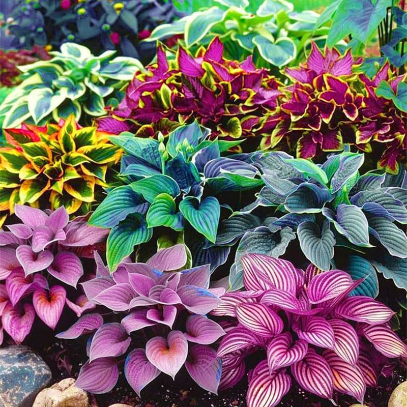 175Pcs Mix Hosta Seed for Planting-Non-Gmo Heirloom Plant Seeds Garden Outdoor