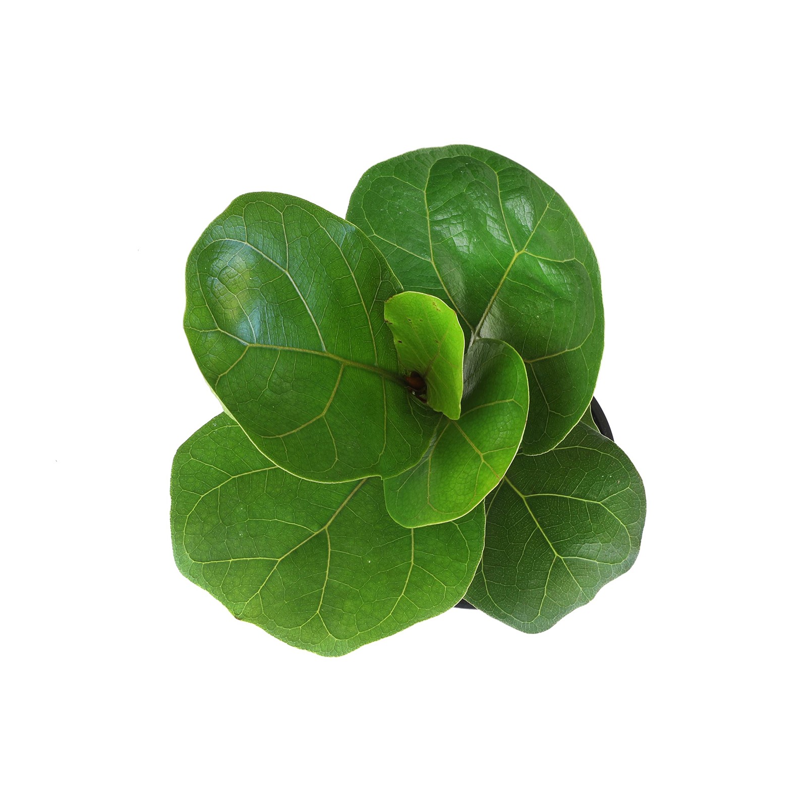 Live Fiddle Leaf Fig Plant Indoor Houseplant in Planter Pot with Soil Mix