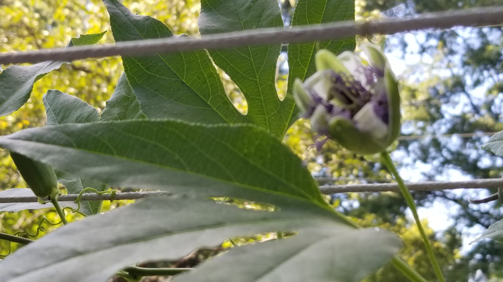 passion flower live plant/Maypop (buy one get one free for good measure)