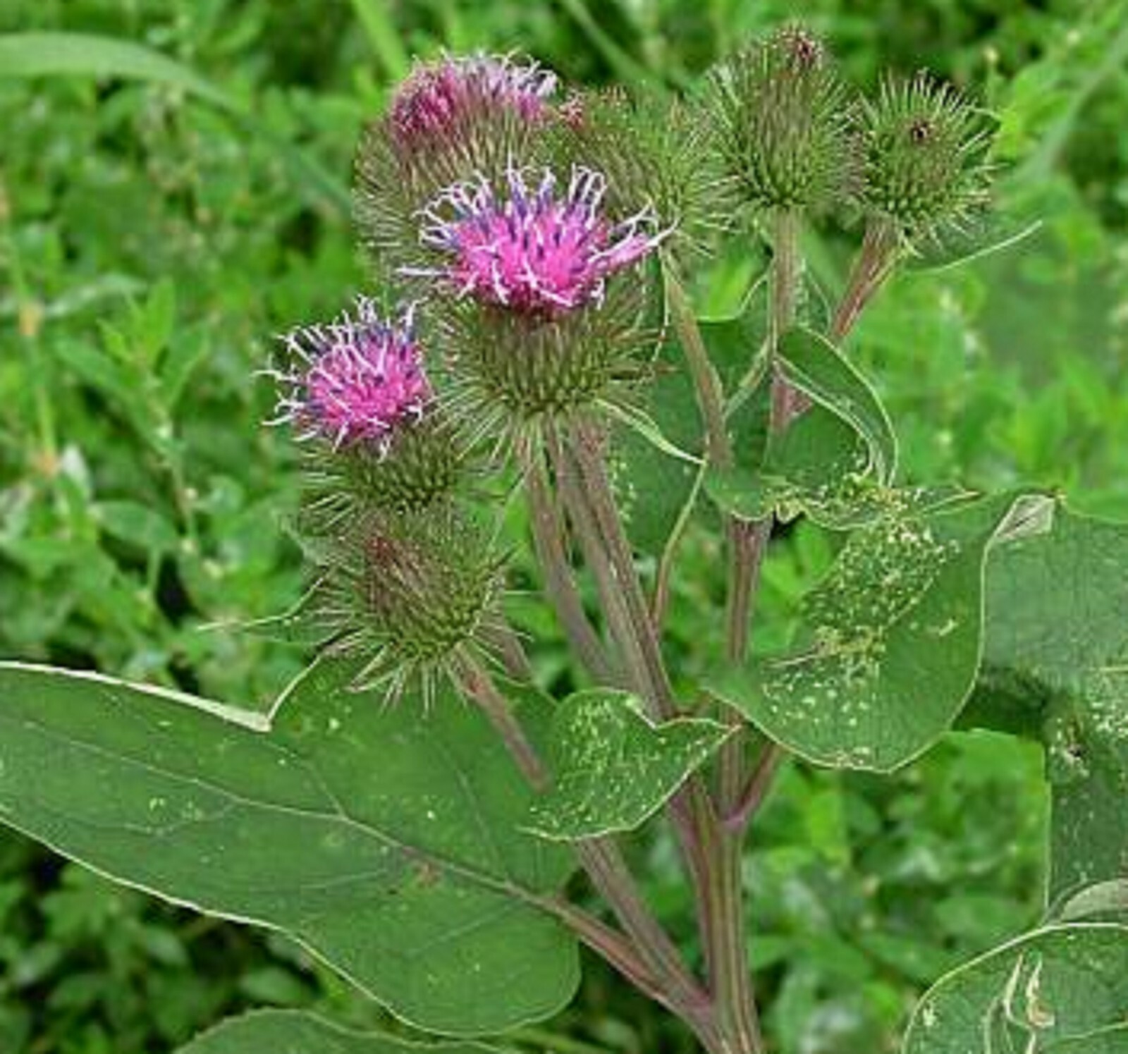 Burdock Seeds – Arctium lappa – Gobo Thorny Burr TCM Root Herb Planting Seeds