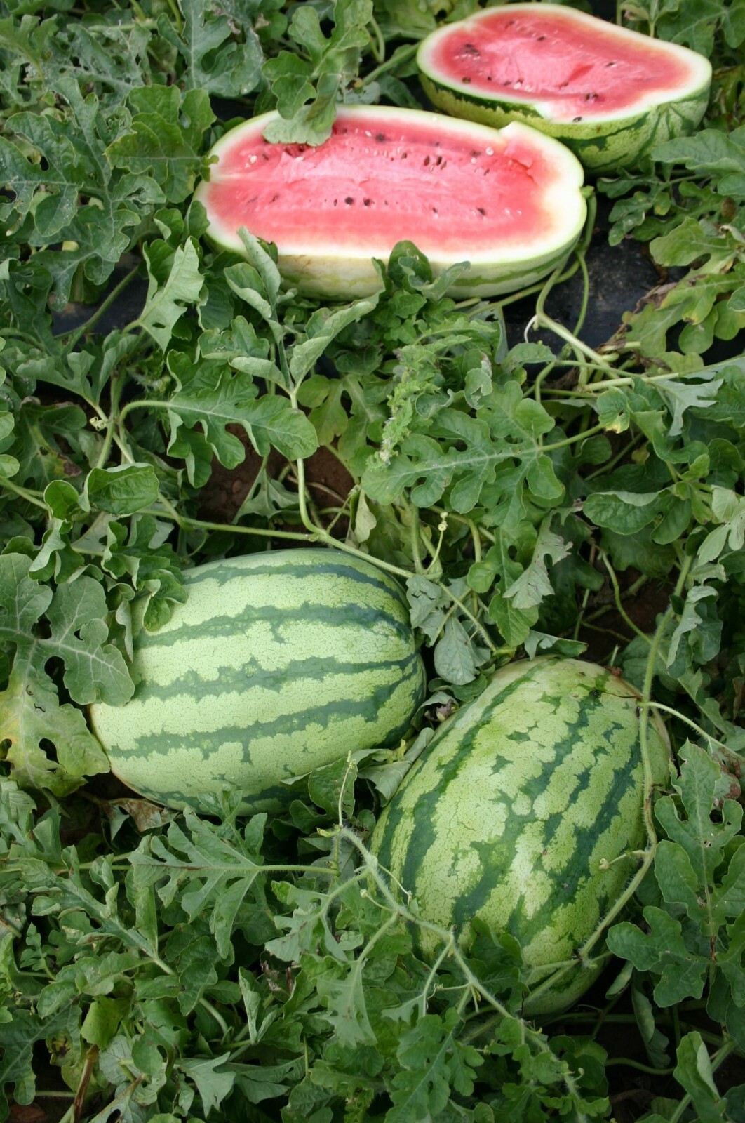 25 JUBILEE WATERMELON SEEDS NON – GMO FRESH GARDEN HARVEST