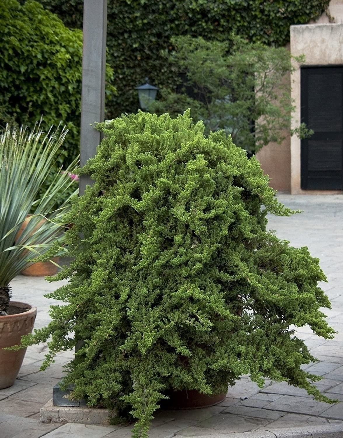 Juniper Procumbens Nana | 2 Inch | Juniperus procumbens | Groundcover Plant