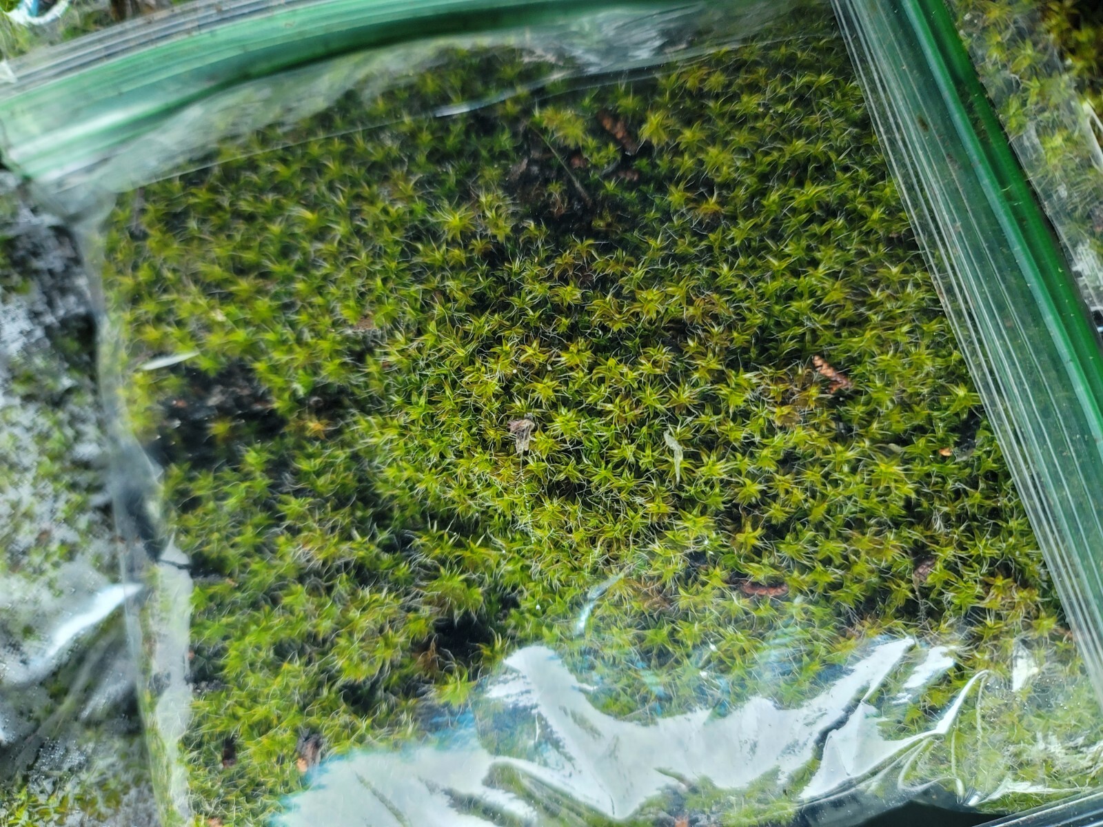 Premium✨Live Superb Fresh Moss 🌱 Zip Lock Bag -FULL BAG Terrarium Vivarium✨️