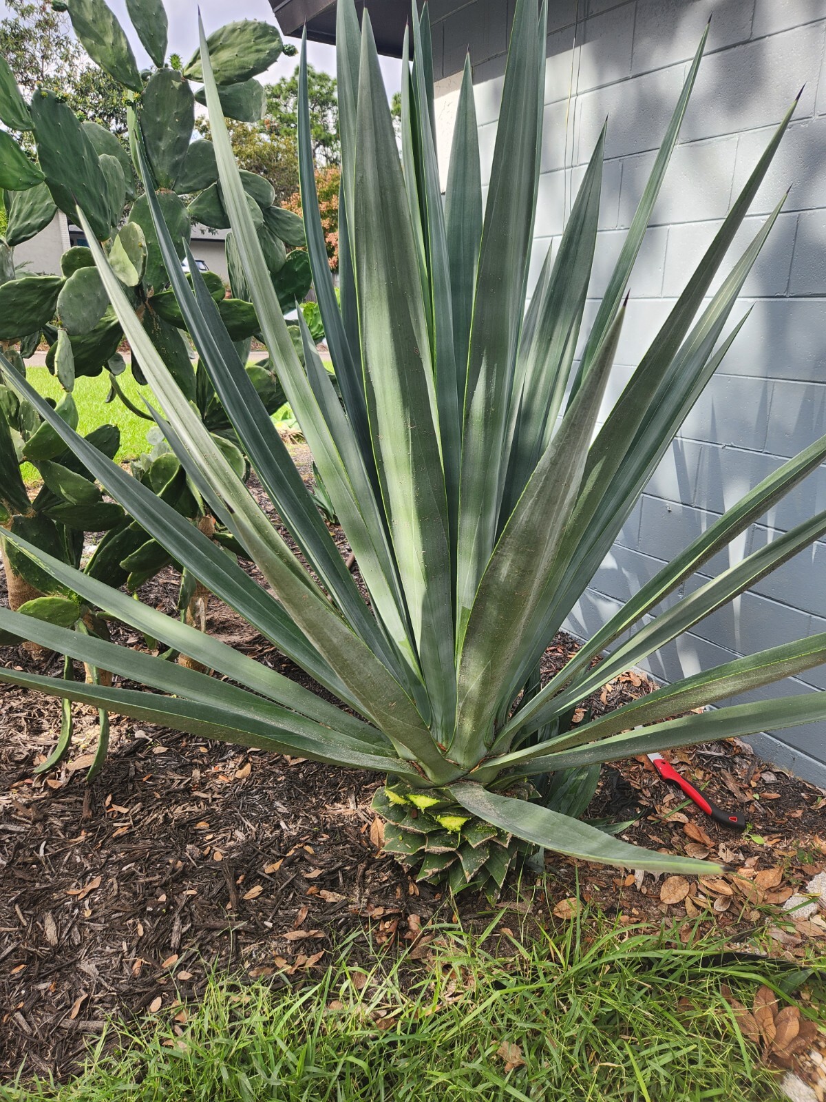 18-20″ Tall Fully rooted Sisal Agave – Agave Sisalana Live Plant