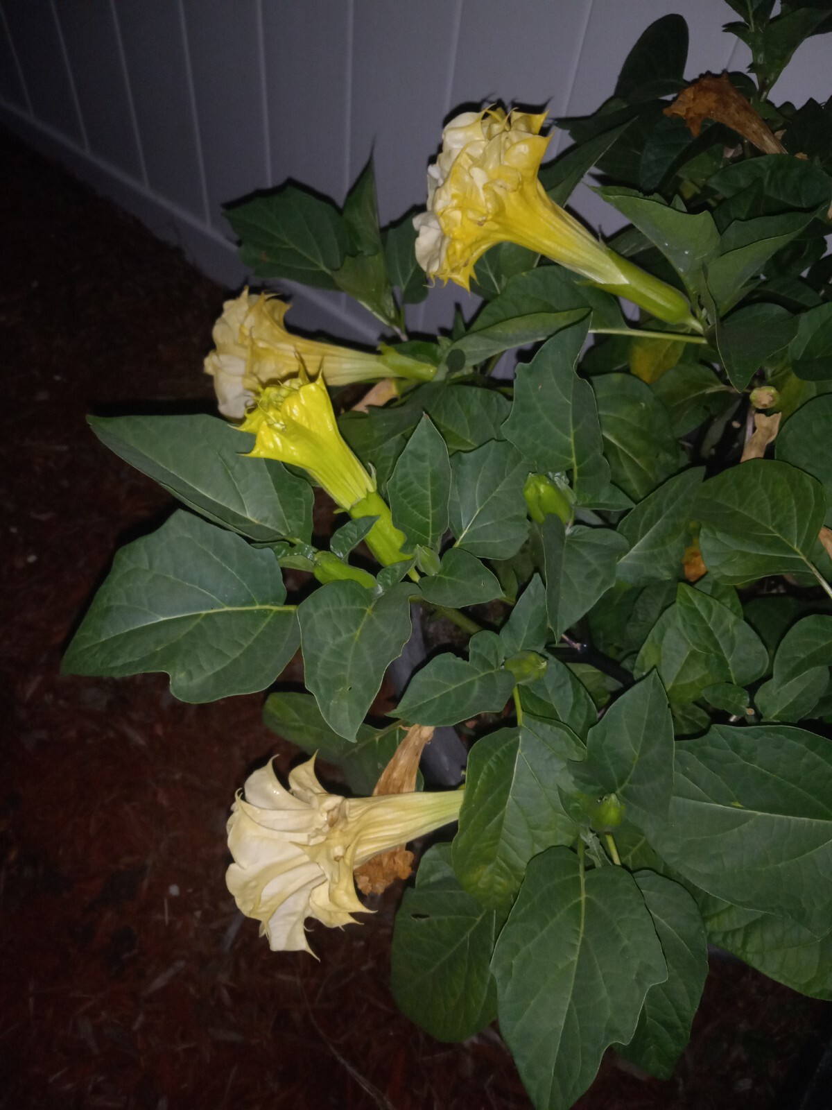 Datura Ballerina Double Triple Yellow | Devil’s Trumpet Flowers | 15 SEEDS