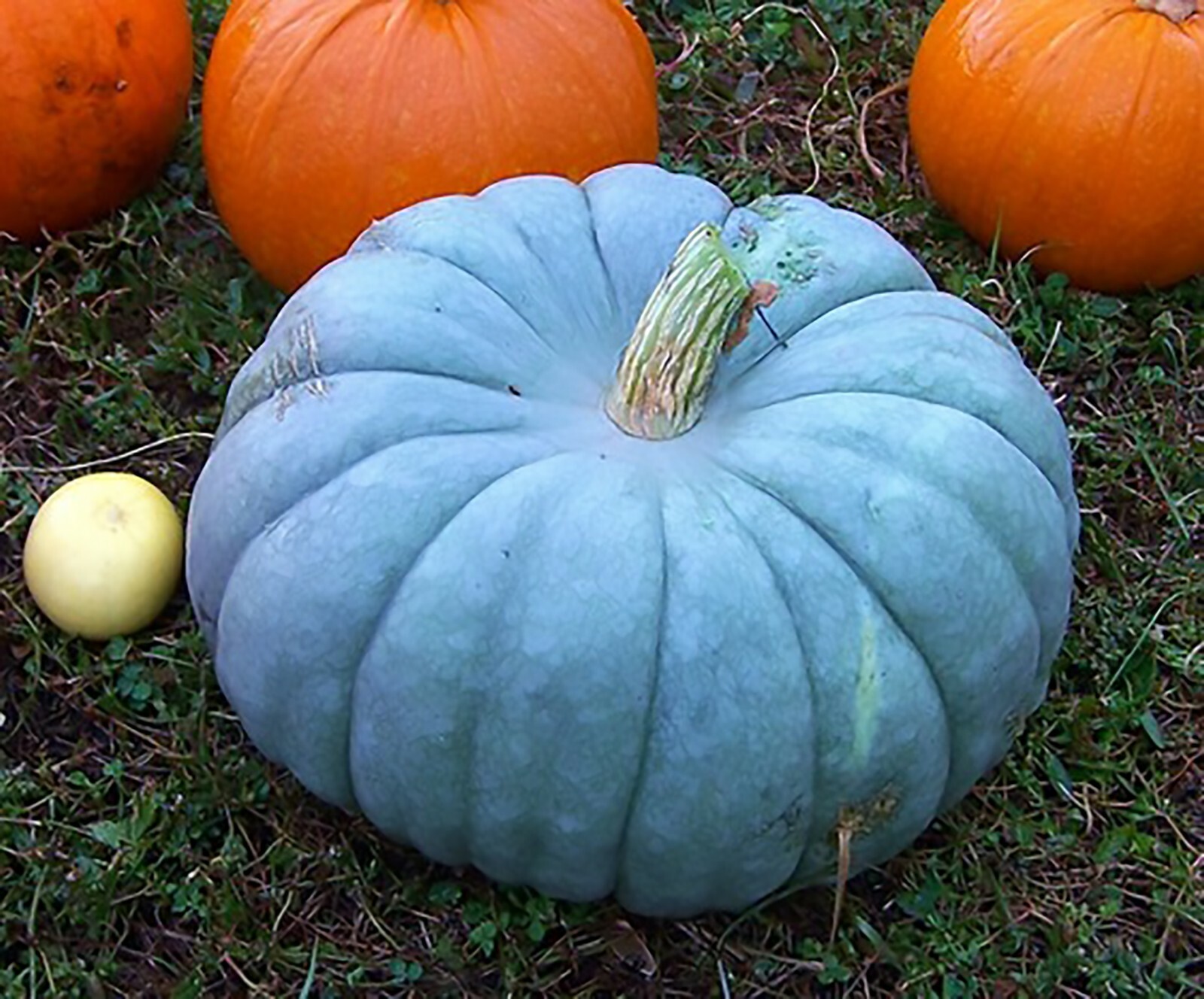 Jarrahdale Blue Pumpkin, Cucurbita maxima, Seeds (6-10 lbs.)
