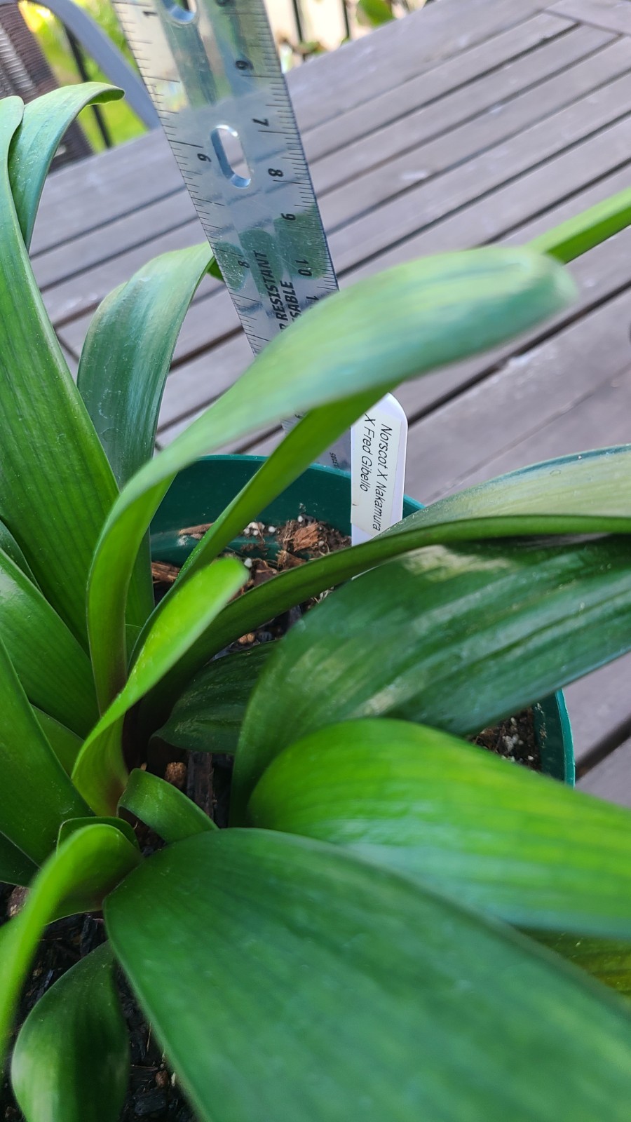 Clivia Noscot x (Nakamura x Fred Gibello) 4-5 leavesl One plant