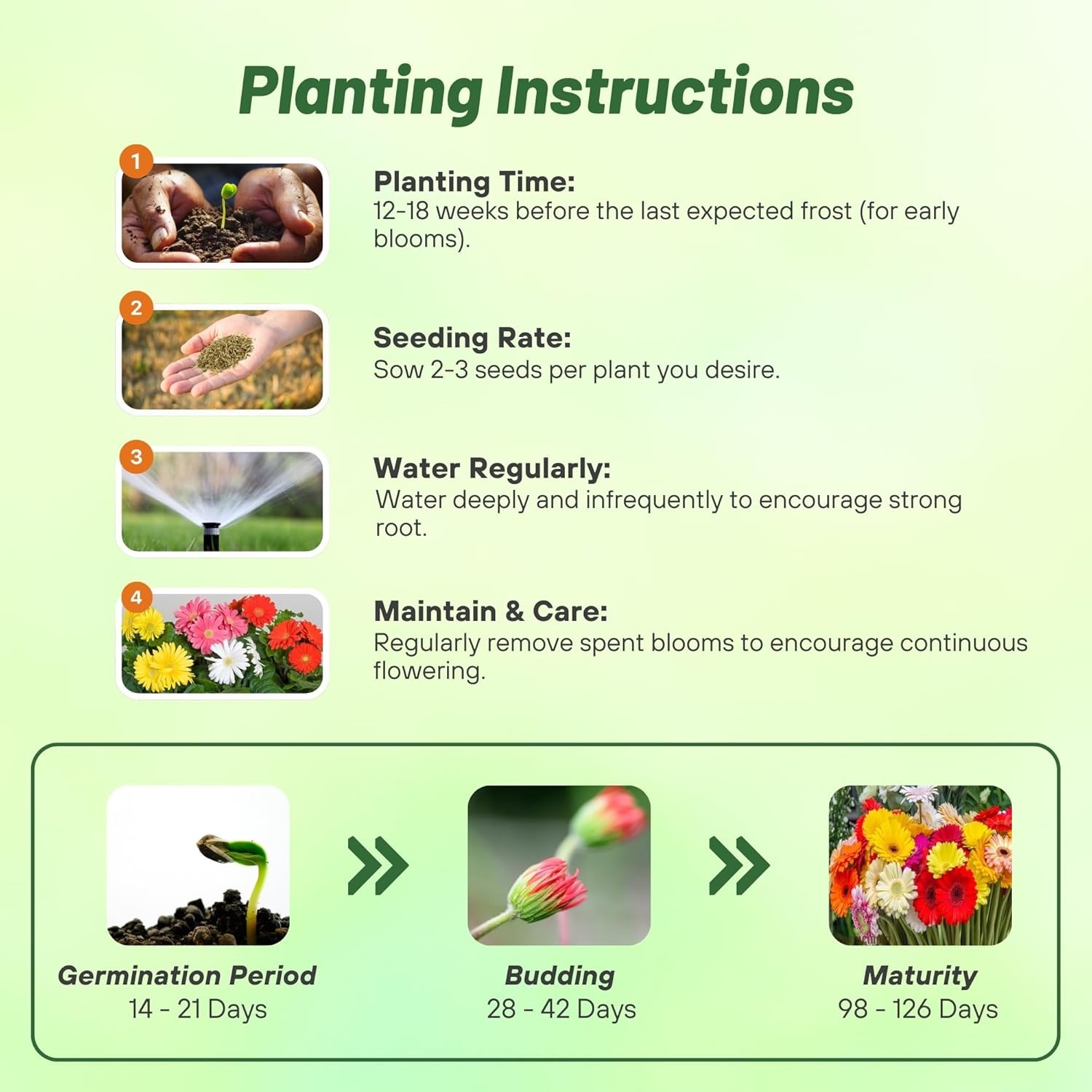 100 Seeds Gerbera Seeds For Planting | Perennial Gerbera Flower Seed Mix