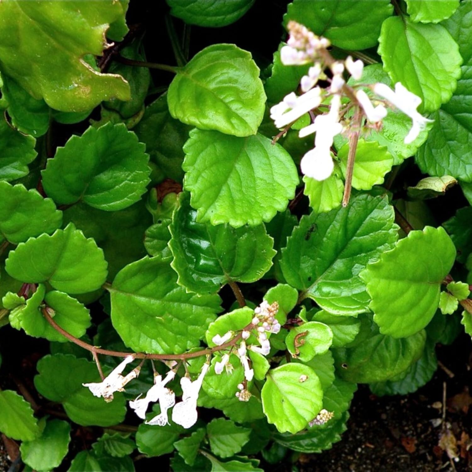 Green Swedish Ivy Live Plants -Size 3-8 Inches – Green Swedish Ivy Houseplant