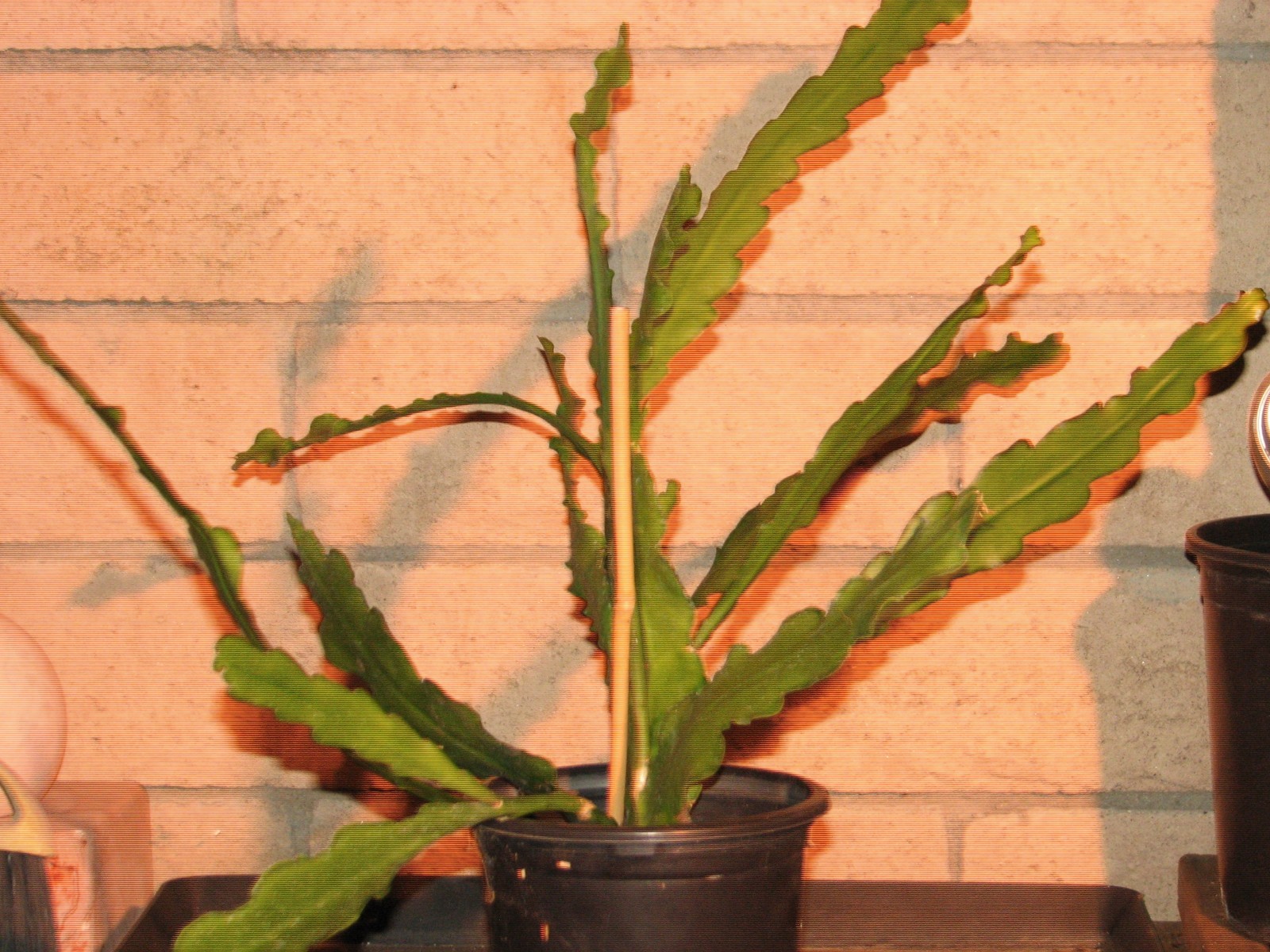 Large 22 in. Epiphyllum Red/Purple “MASADA” cactus plant 10+ stems