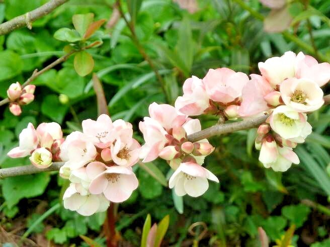 15 MOUNT EVEREST QUINCE SEEDS – Chaenomeles × vilmoriniana