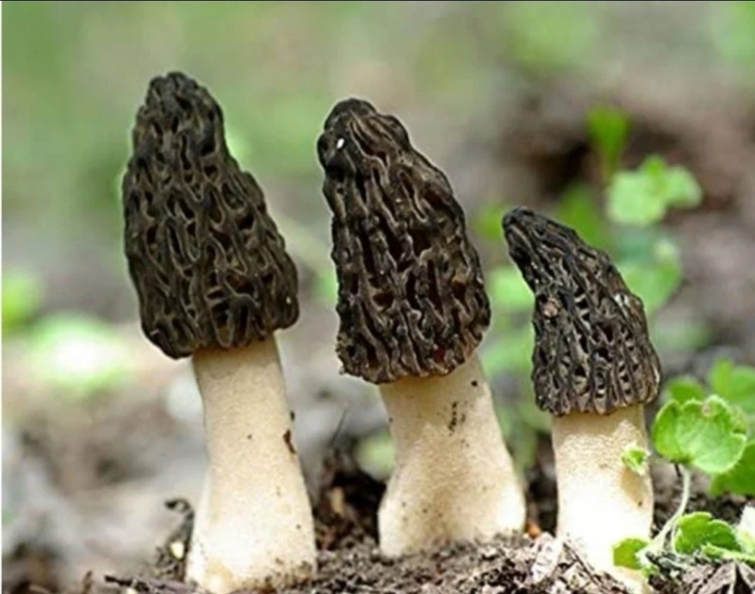 RARE! 6 Pack! Black Morel Mushroom – Garden Grow Kit – Organic – Spawn – Starter