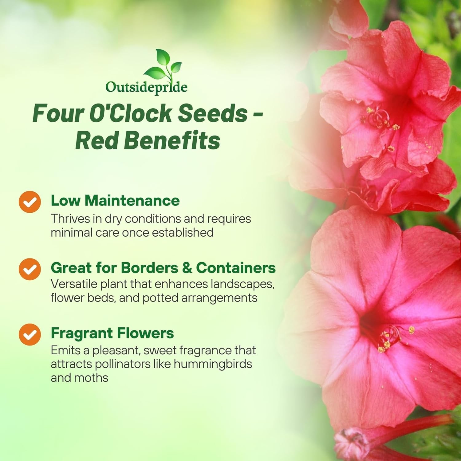 1 LB Four O’ Clock Seeds – Mirabilis Jalapa Red Flower Seed
