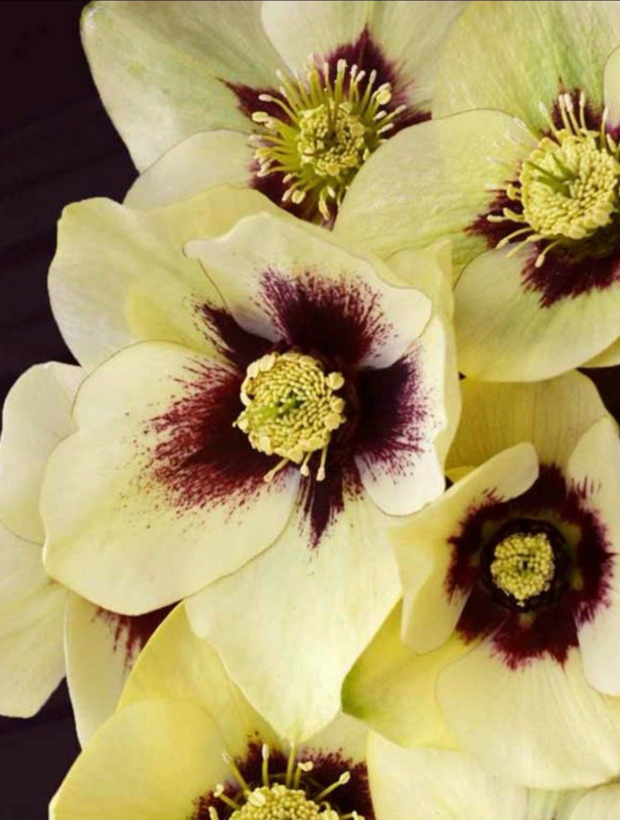 Helleborus Spanish Flare Live Plant.