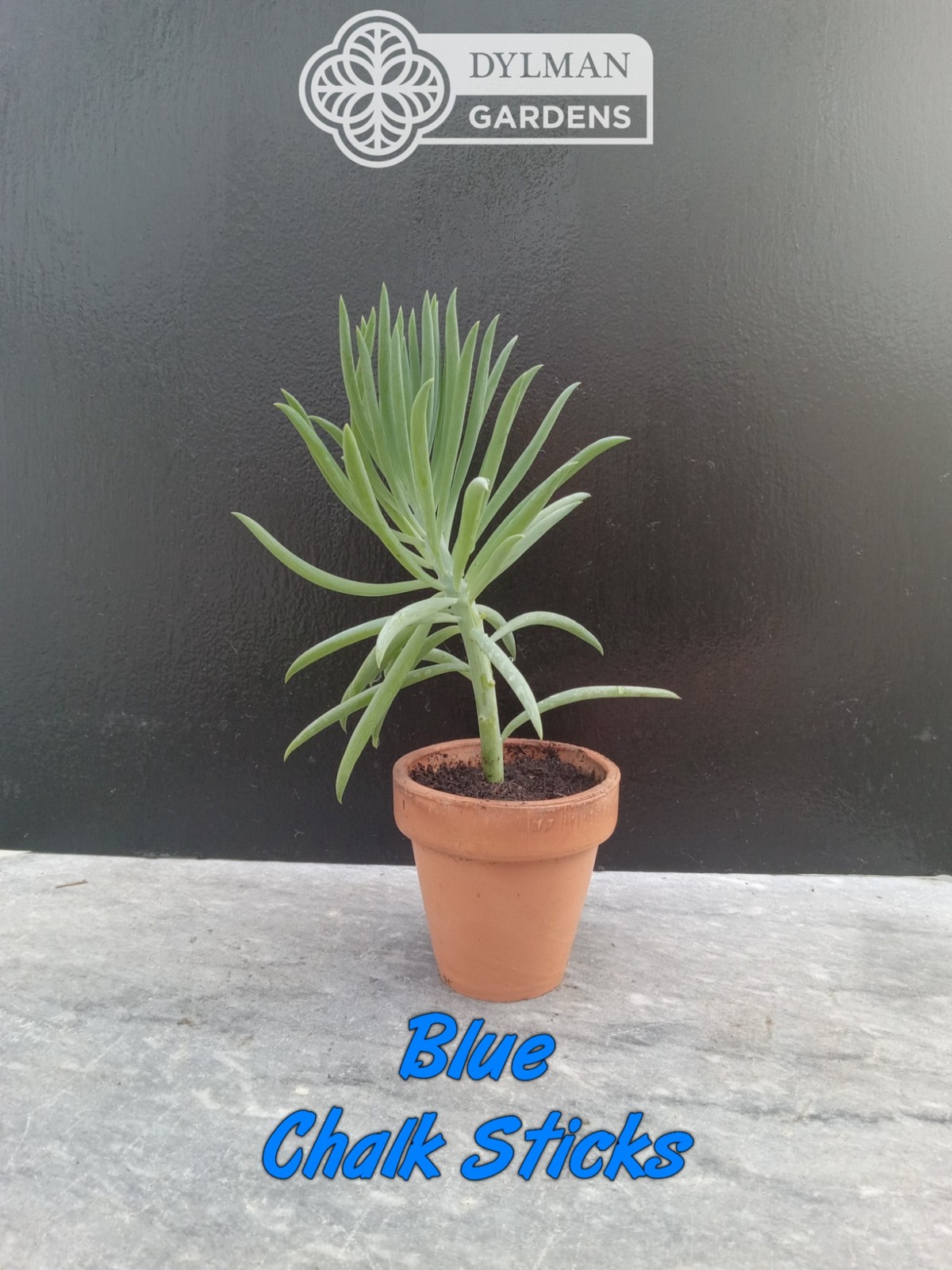 Blue Chalk Sticks (Curio talinoides) Blue Senecio – Live Plant – Multiple Sizes