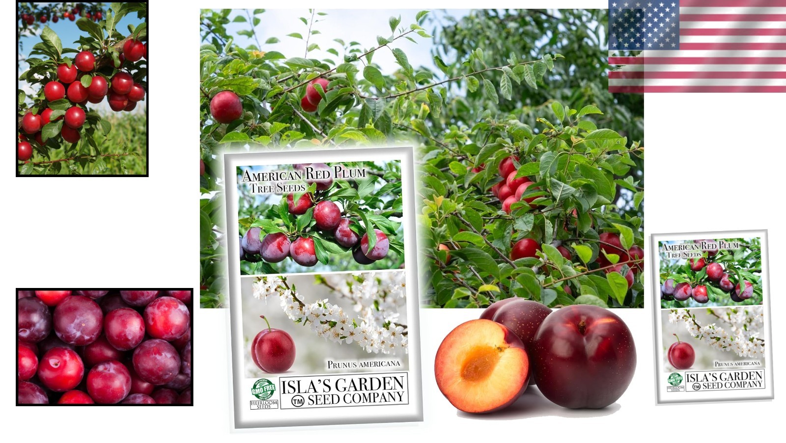 Prunus Americana Seeds – 5 Pack of Red Plum Tree Seeds for Heirloom Gardens