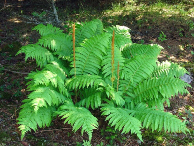 Cinnamons Cinnamomeums Fern Osmundastrum Blue Green Long Fronds 20 Rhizome Roots