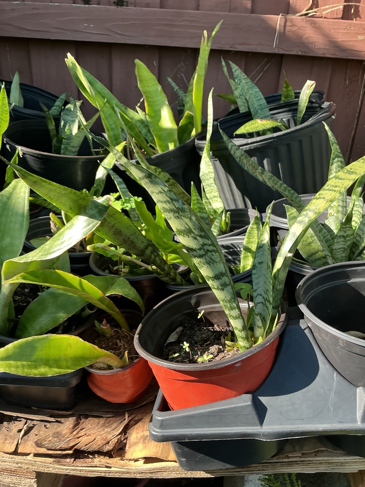 Sanseviera Zeylanica Snake Plant Plant (1x 6-12”) FREE SHIPPING! WOW! WOW