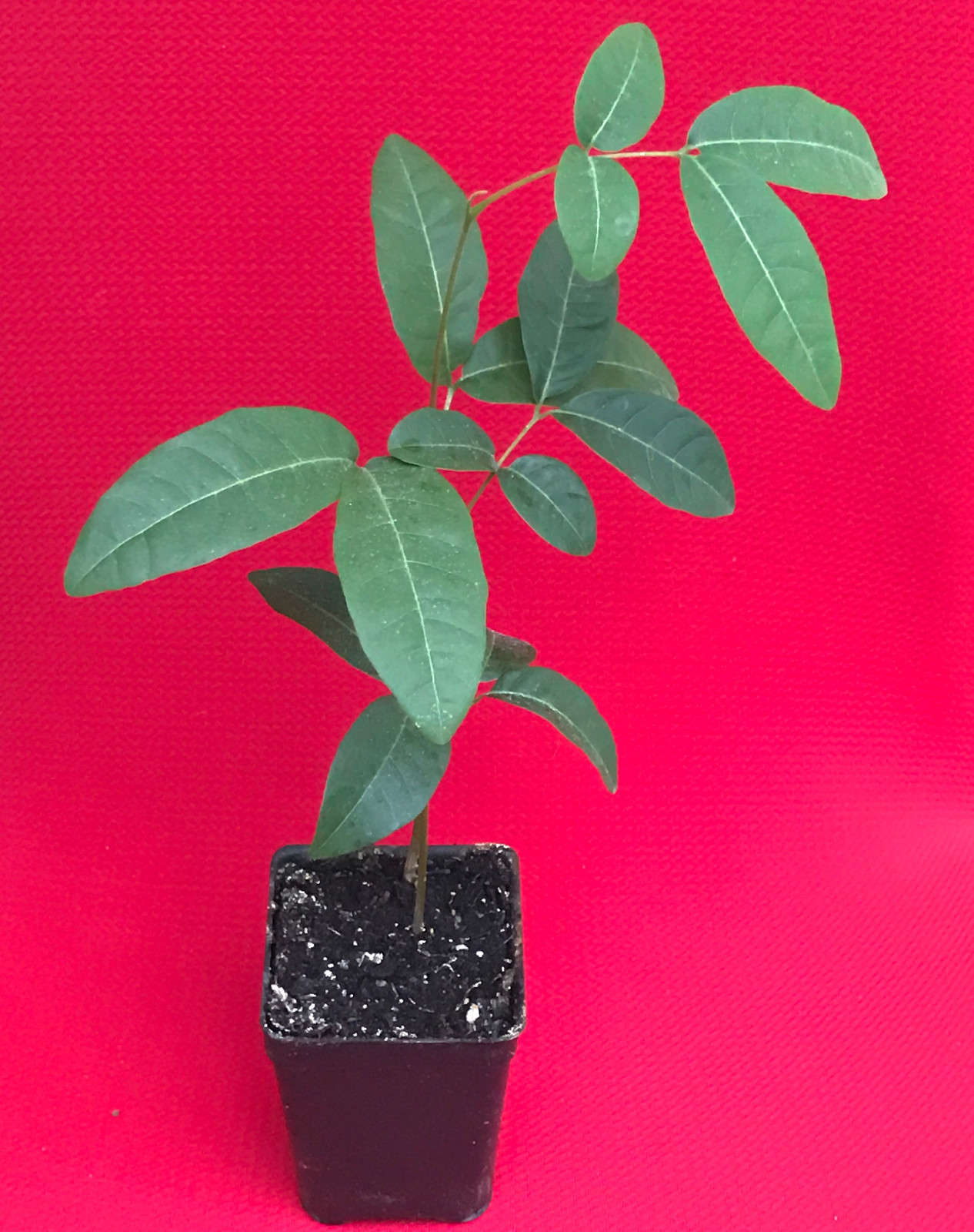Longan Dimocarpus Dragon Eye Seedling Plant Tropical Fruit Tree