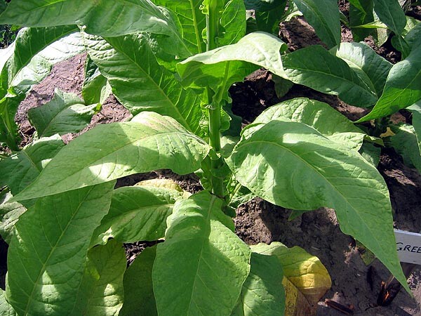 1000 Greenwood Tobacco Seeds ~ Heirloom Dark ~ Non-GMO Tobacco Seeds