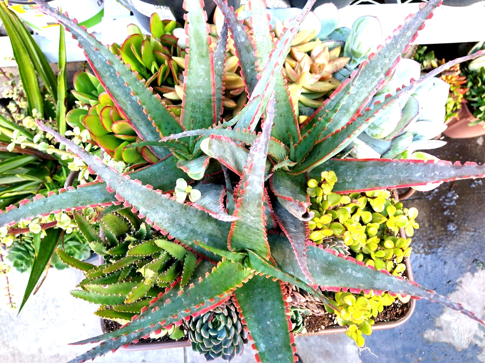 Lot= 15 assorted healthy succulent cuttings * from mature beautiful plants