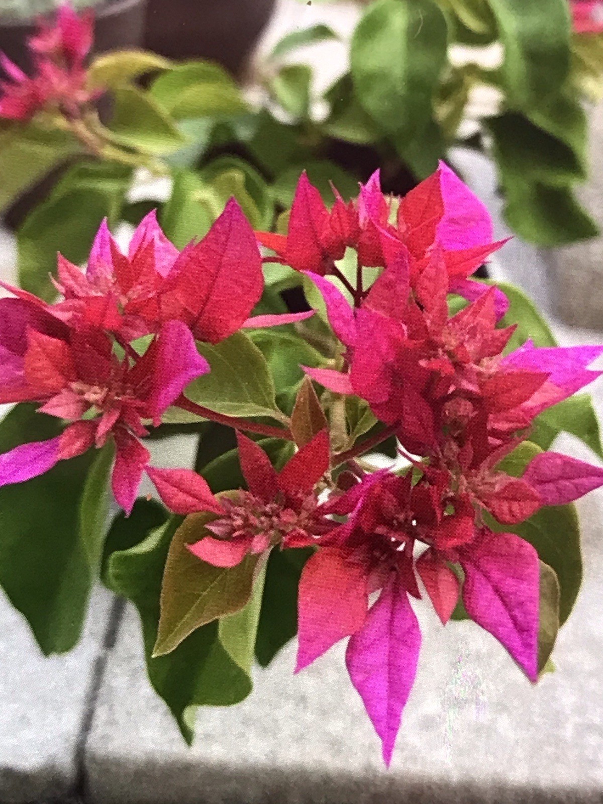 bougainvillea live plant Double Red