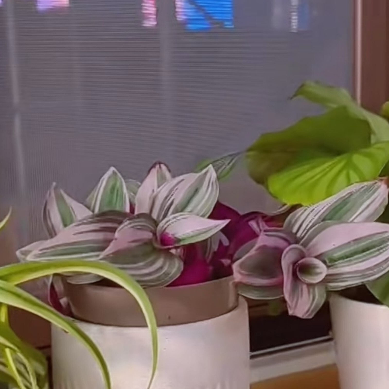 3 Unrooted 3”-4” Tradescantia Nanouk Cuttings Rare Pink Wandering Jew Houseplant