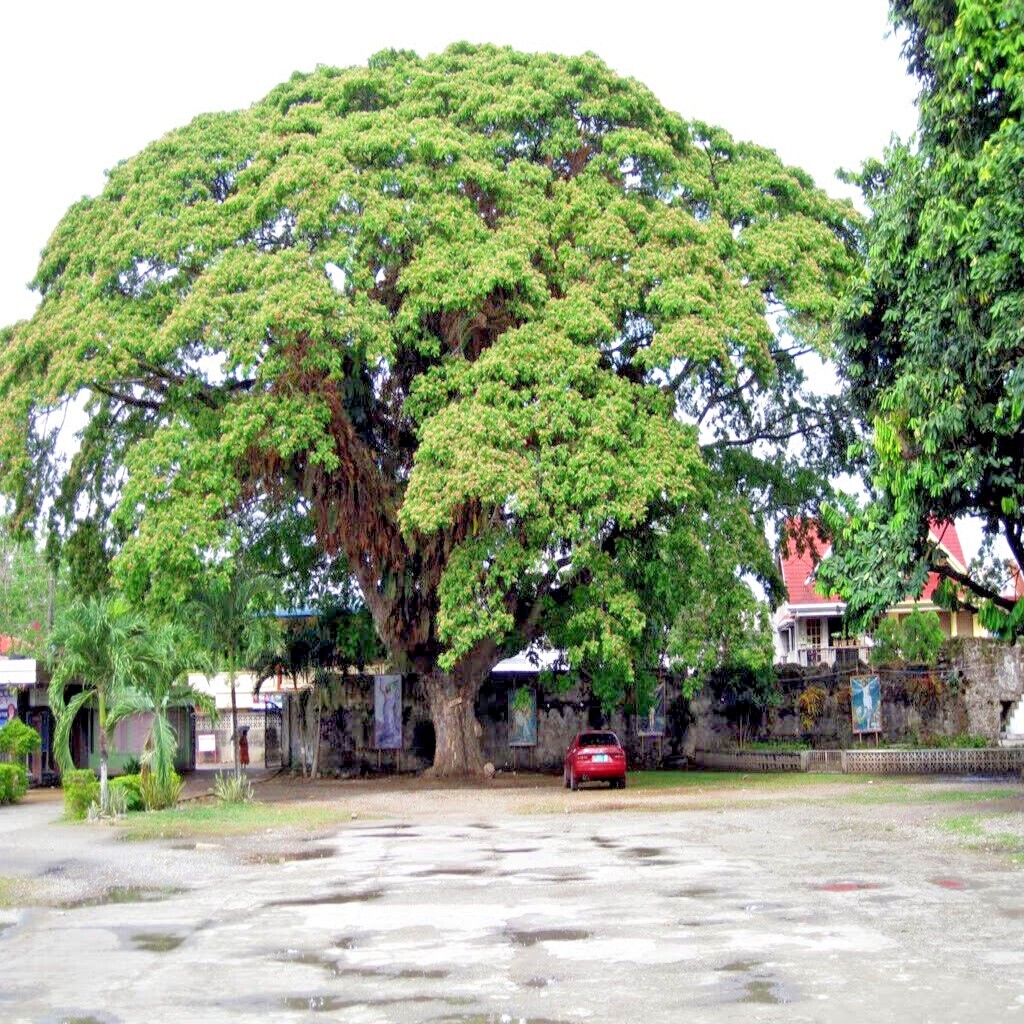 10 FORMOSAN KOA TREE SEEDS (Acacia confusa) Fast Growing Flowering Exotic Plant