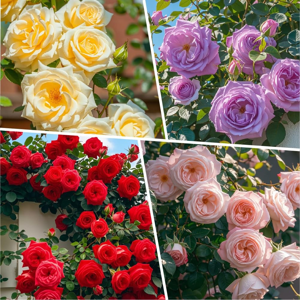 Carpet Creeping 305 Climbing Rose Rosa Seeds For Planting Outdoors-Strong
