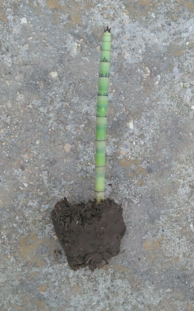 5 Horsetail Reed Grass (Equisetum hyemale) Rhizomes