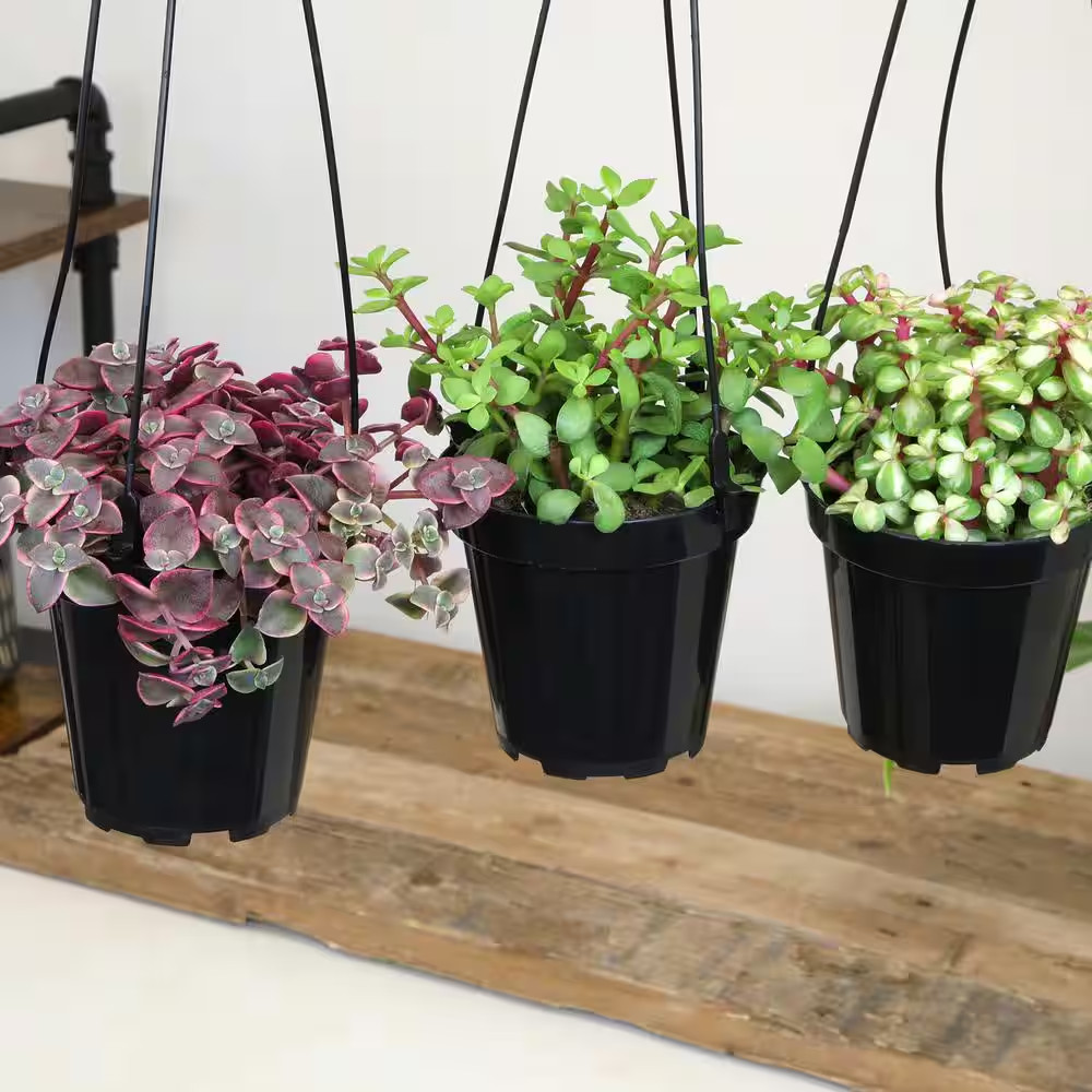 Hanging Succulent House Plants in 3.5 In. Grower Pots (3-Pack)